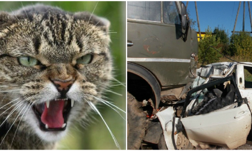 Что обсуждают в Кирове утром: смертельное ДТП в Уржуме и опасная болезнь