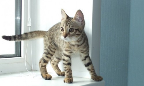 Никита Белых забрал котенка Вятку у известного блогера