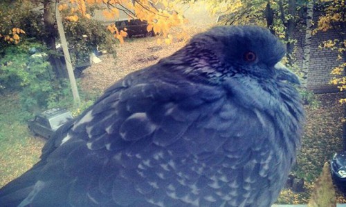 Пятница в Кирове: беззаботное утро, голубь Бегемотик и греческие боги