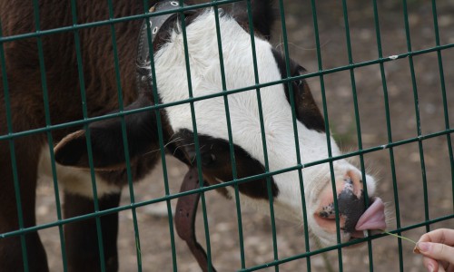 В Кировской области зафиксировали вспышку сальмонеллеза крупного рогатого скота