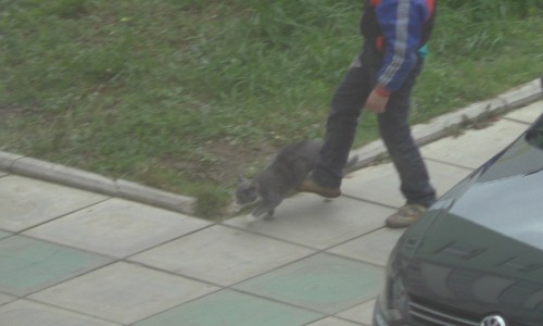 В Чистых прудах дети кидали кошку на качели и пинали ее