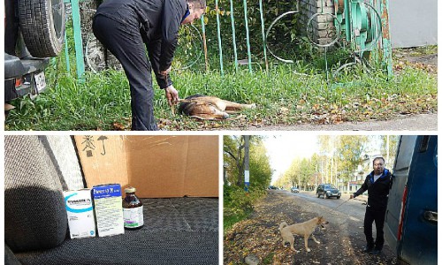 В Кировской области прошла охота на бродячих собак