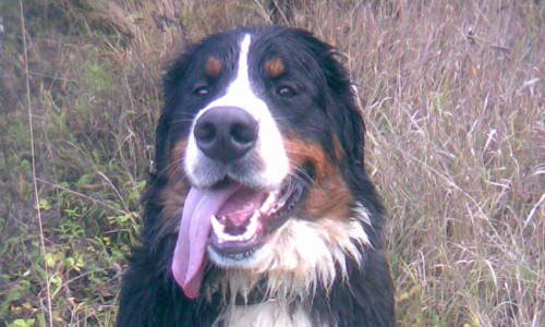 В Кирове похитили породистую собаку, стоимость которой более 50 000 рублей