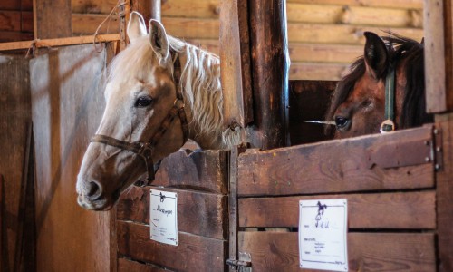 В Кировской области с конного двора похитили двух коней
