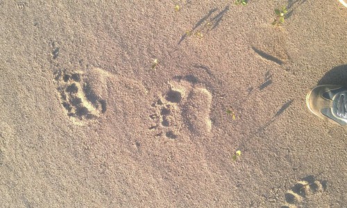 В Лебяжском районе медведь напугал рыбаков