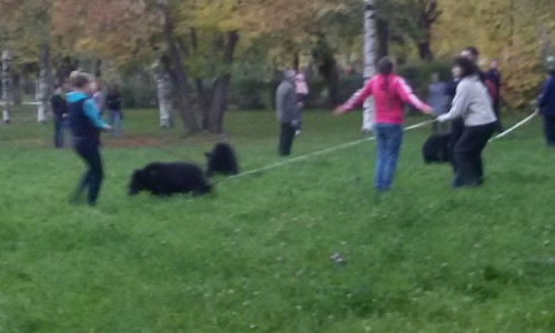 В центре Кирова гуляют медвежата