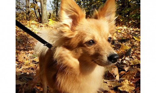 Четверг в Кирове: осенняя маскировка и необычное объявление