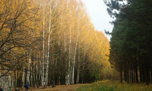 В Кирове начнутся работы по благоустройству Дендропарка