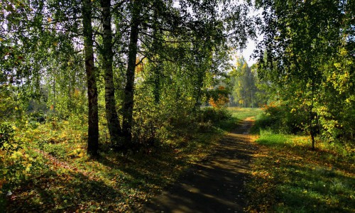 В Кировской области за незаконную рубку леса виновник сел в тюрьму на 2 года