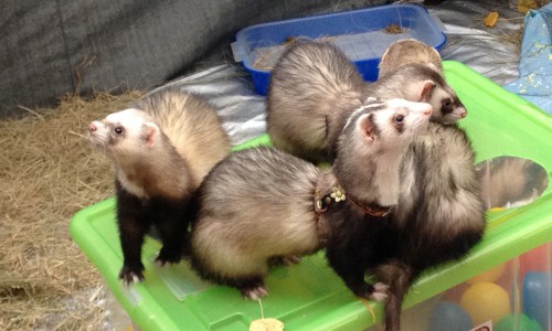 В парке Победы собралось несколько десятков хорьков