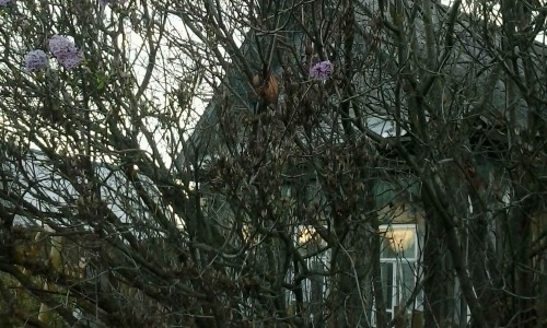 В Кировской области зацвела сирень