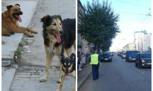 Что обсуждают утром: женщина выпала из автобуса и отлов бездомных собак