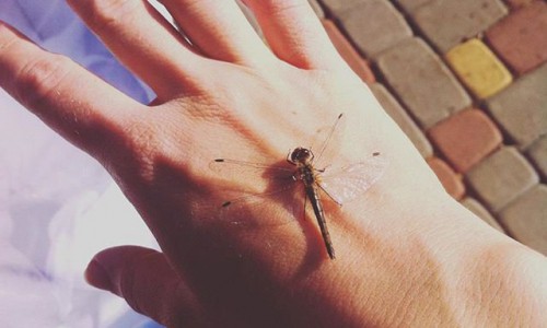 Среда в Кирове: стрекоза и вертолет за окном