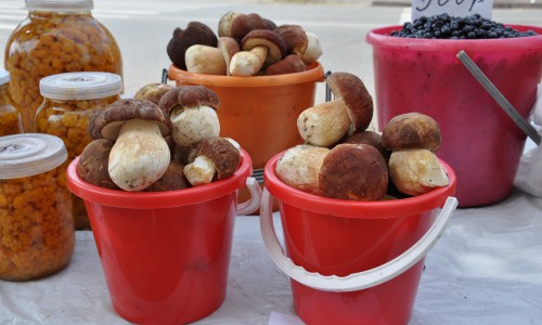 В этом году в Кировской области не будет грибного бума