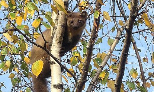 Куница забралась на балкон кировчанина и разбросала там все вещи