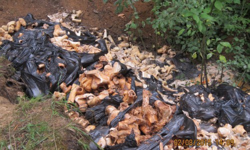 Жители Субботихи нашли груду окровавленных костей