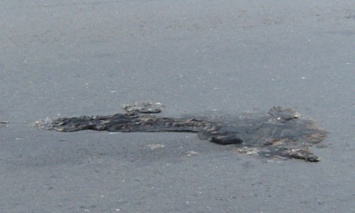 На Воровского автомобили вкатали в асфальт труп собаки