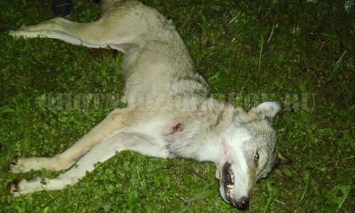 В Кировской области за неделю отстреляно 3 волка