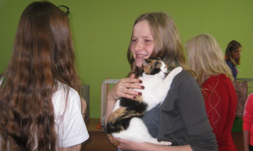 В Кирове на выставке-ярмарке кошек можно было выбрать себе питомца