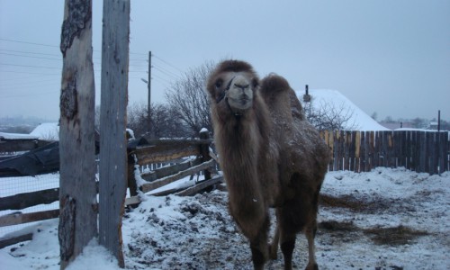 В Кировской области от бешенства привили 6 верблюдов