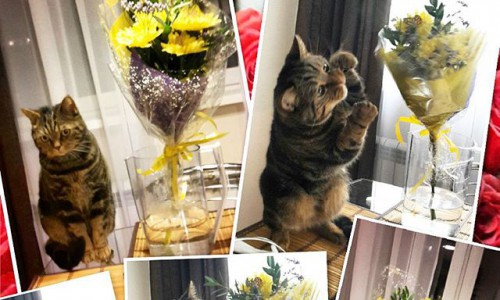 Среда в Кирове: праздник желудка, Сергей Лазарев и кот, который любит цветы