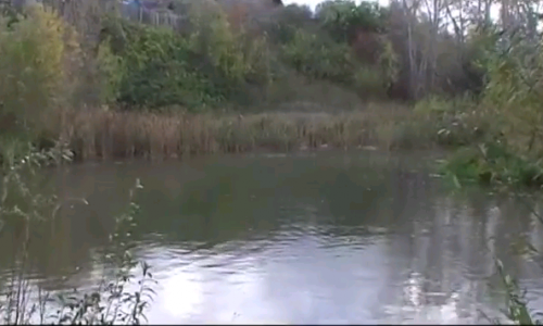 В Кировской области в пруду нашли тело 5-летнего мальчика