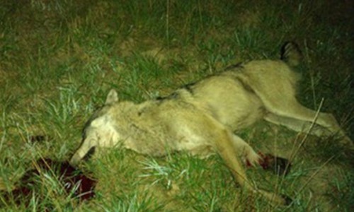 В Кировской области подстрелили гигантского волка