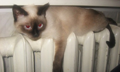 Во время "прямой линии" кировчанам рассказали, когда во всех домах появится отопление