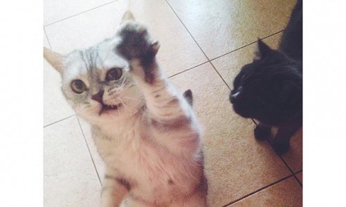 Четверг в Кирове: пушистый брат, минимализм и тоска по лету