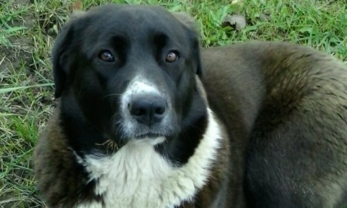 В Кирово-Чепецком районе хозяин оставил собаку умирать на улице