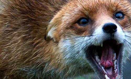 В Кировской области установлены новые случаи бешенства у диких животных