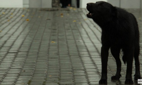 Более 2000 человек выступили против отлова собак в Кирове