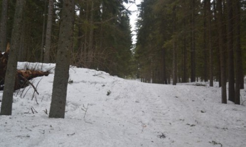 В Кировской области дерево насмерть задавило вальщика леса