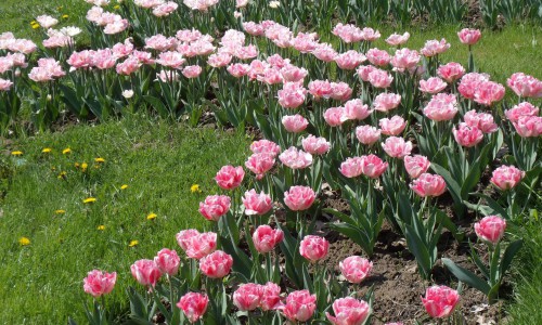 В Кирове на месте несанкционированной парковки появится газон