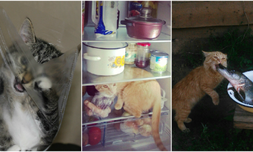 Без кота и жизнь не та: фотографии, которые заставят вас улыбнуться