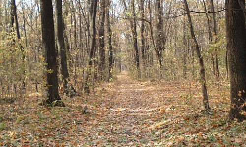 В Кировской области в лесу найдено тело 39-летнего мужчины