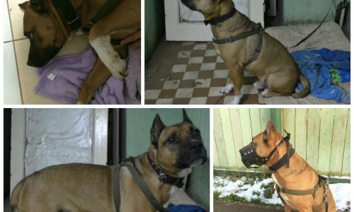 В Кирове хозяин привязал собаку в подъезде и уехал в другой город