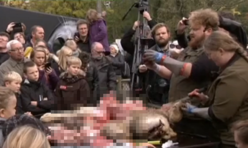 Кировский ветеринар Валерий Соболев: «Сначала шоу со львом, а потом будут прилюдно вскрывать человека»