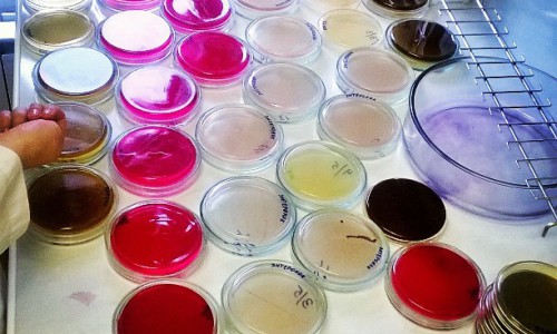 Понедельник в Кирове: разноцветные микробы и иконы в лифте