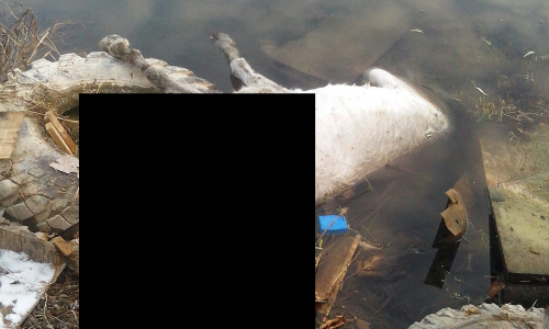 Живодеры выбросили тело пони в пруд в центре Кирова (Фото не для слабонервных)