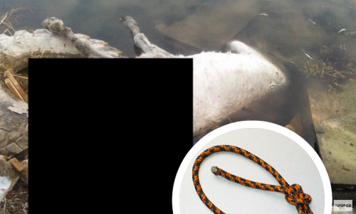 На теле погибшего в Кирове пони нашли удавку