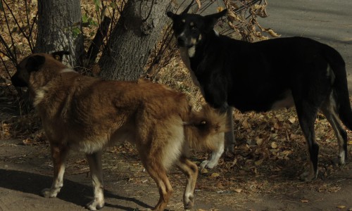 До конца года в Кирове планируют поймать 530 бродячих собак