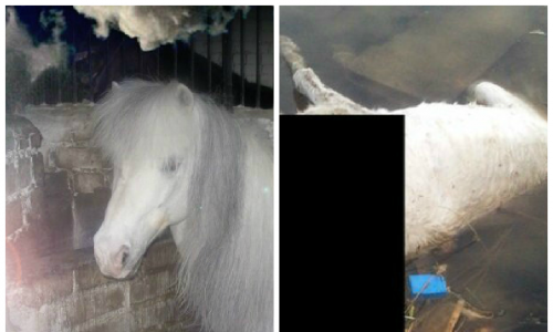 Хозяйка погибшего пони: «Дымок умер от старости, а не от голода»