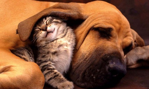 Спешите! Последние денечки выгодных акций в «Зверье мое»