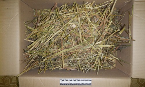 В Кировской области задержали 61-летнего пенсионера-наркомана