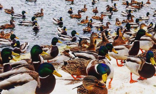 Вторник в Кирове: нашествие уток и гипноз