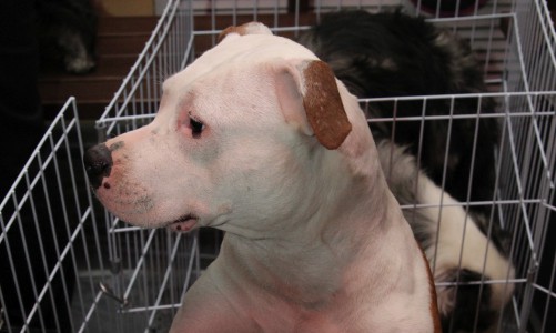 Какую опасность для кировчан представляют незаконные захоронения трупов животных?