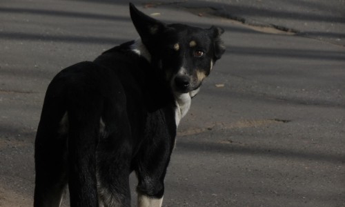 В 2016 году на отлов бездомных животных потратят 17 миллионов рублей