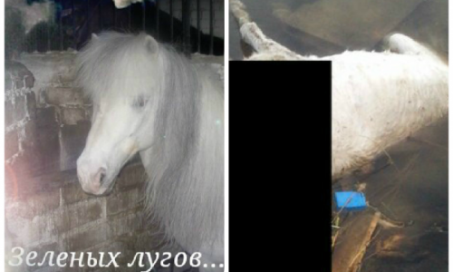 В Кирове заморили пони голодом: горожане рассказали, как наказать виновных