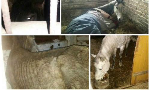 Волонтеры опубликовали жуткие фото истощенных лошадей из конюшни на Спасской